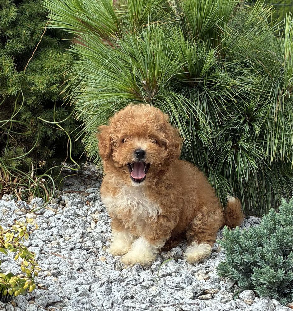 Bichpoo Maltipoo super suczka