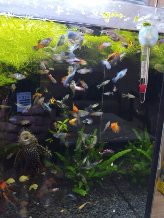 Platka, gupiki mix kolorów