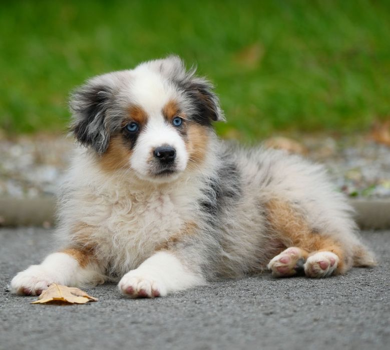 Piesek blue merle długi ogon miniaturowy owczarek amerykański ZKwP/FCI