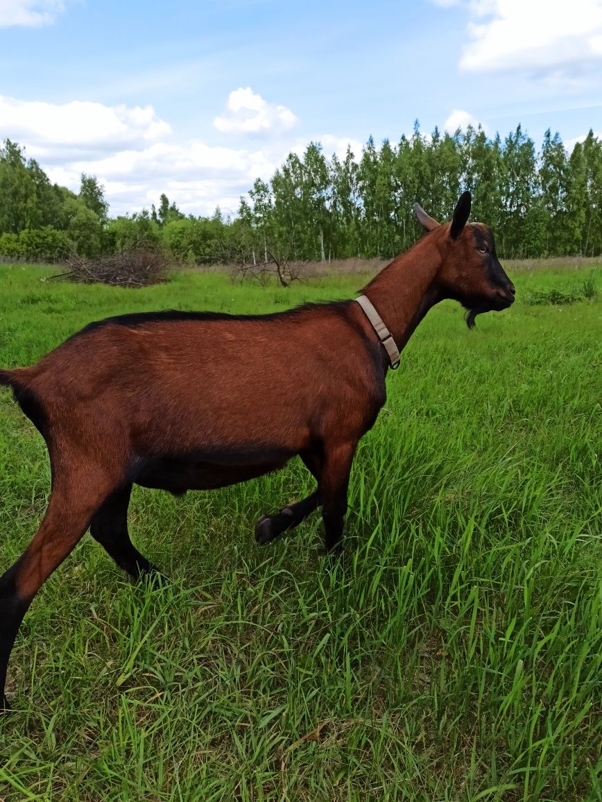 Козлик 50% альпийский/зааненский