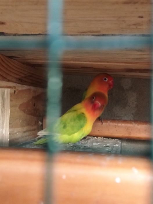 Dois agapórnis machos