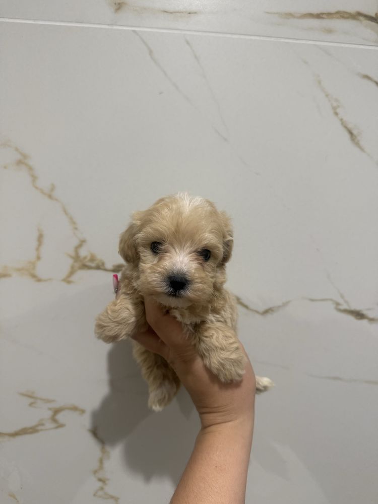 Maltipoo sunia maltanczyk pudel toy