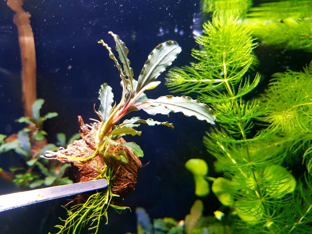 Bucephalandra melawi. Rośliny akwarium krewetki