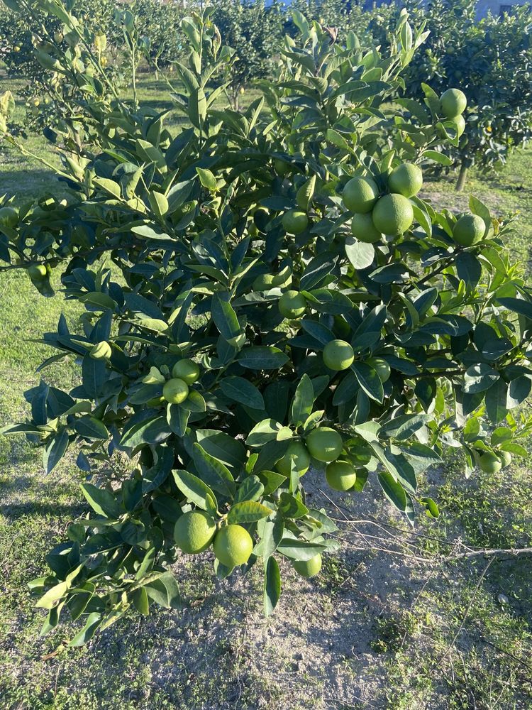 Limas Citrinos…