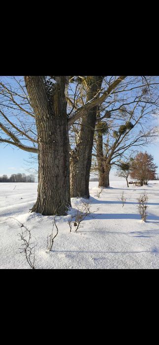Topole na pniu - do ścinki we własnym zakresie