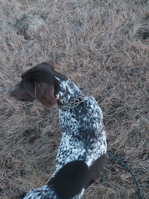 Wyżeł Niemiecki krótkowłosy