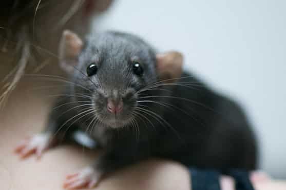 Крыса-Крыска умная ручная дамбоухая-малыши