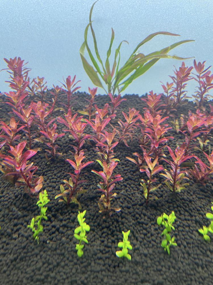 Plantas de Aquário Facil