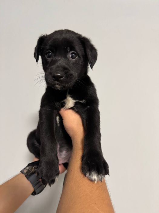 Цуценята лабрадора в добрі руки