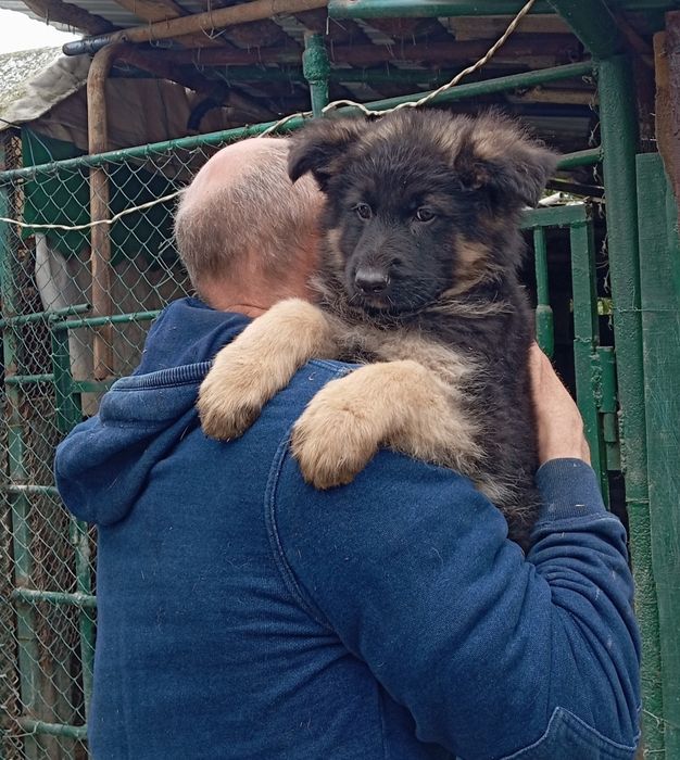 Щенки длинношерстной овчарки.