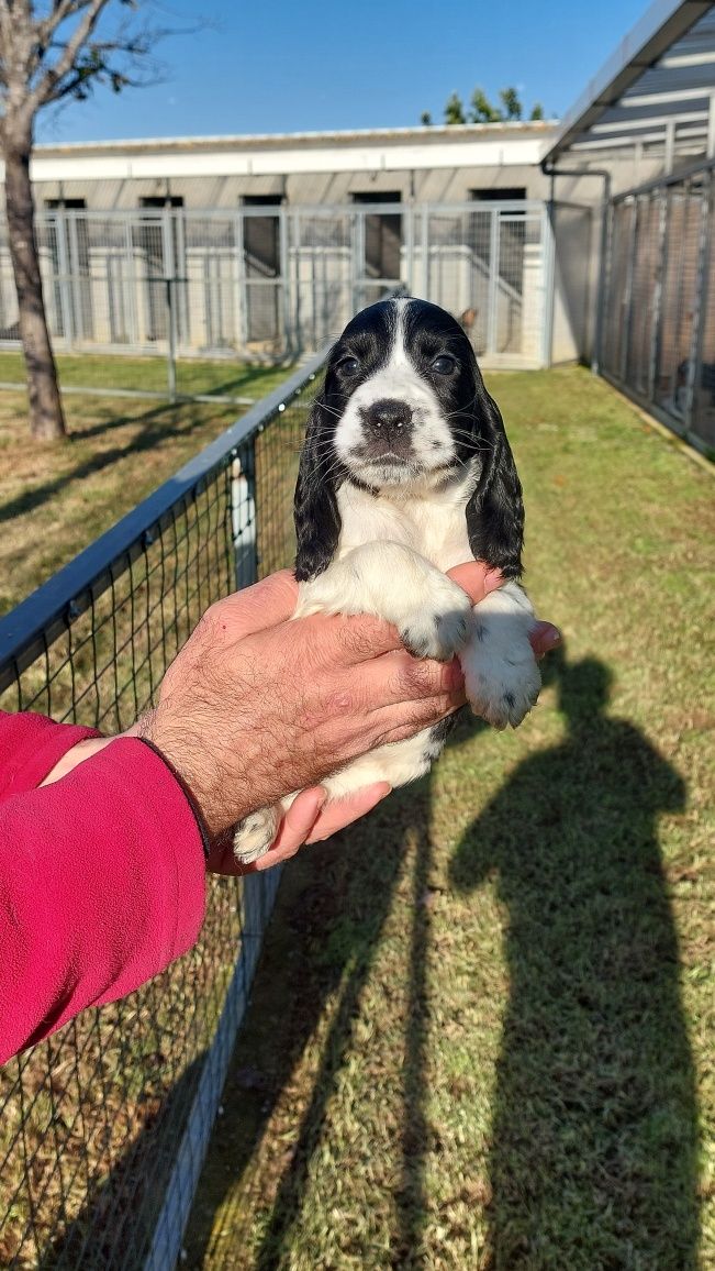 Menina Cocker com LOP-Pedigree