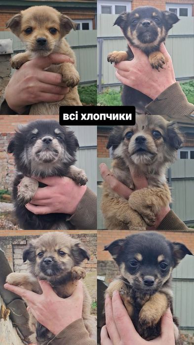 Цуценята в добрі руки