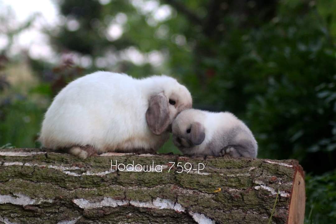 Mini lop króliki karzełek miniaturka baranek hodowla