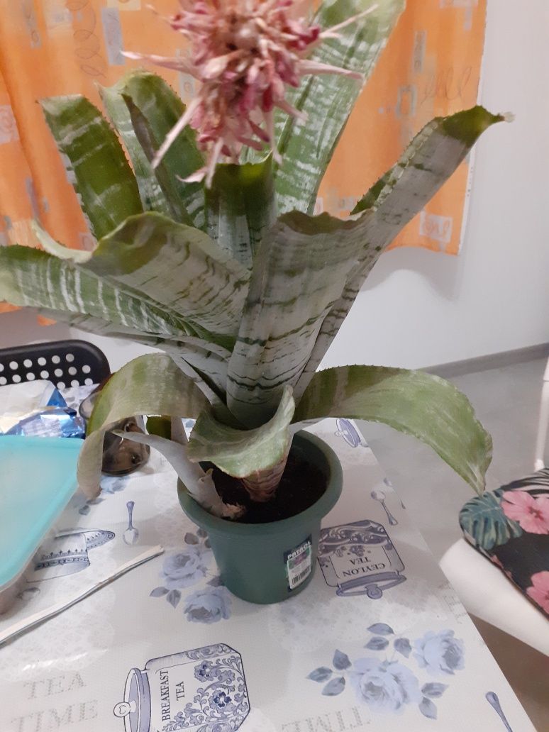 Aechmea wstegowana kwiat  40 zł