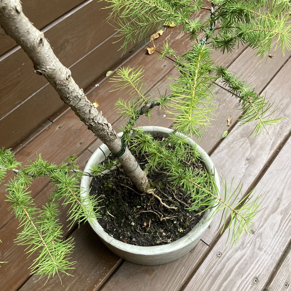 Modrzew bonsai w recznie wykonanej betonowej donicy