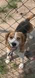 Oddam za darmo psa rasy beagle