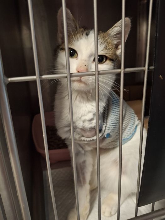 Brak mu jednej łapki, jednak marzy o domu jak kazdy inny kociak