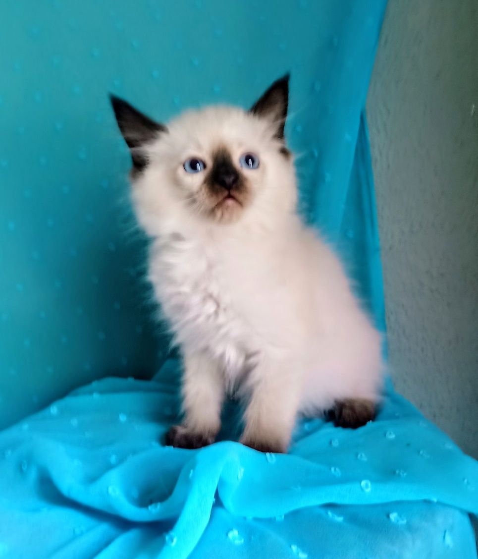 Kocięta Ragdoll gotowe do odbioru