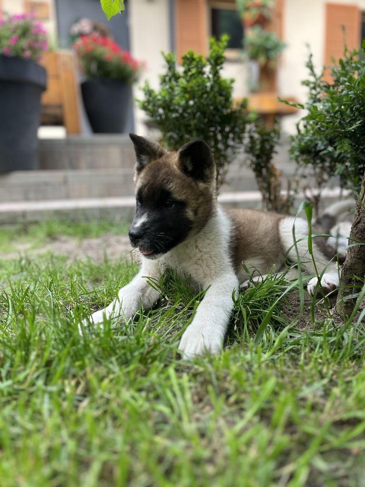 Akita amerykańska Suczka