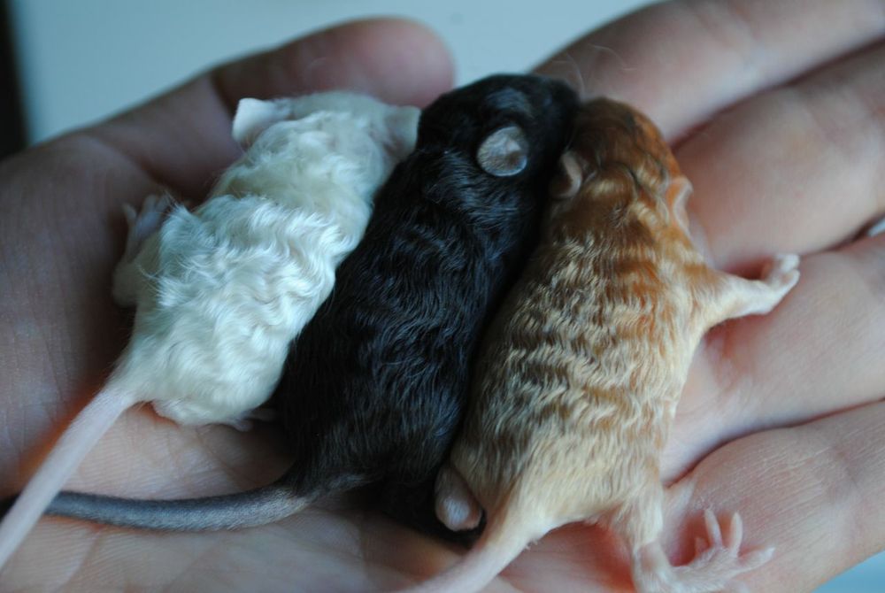 Сатиновые мышки, длинношерстные кучерявые мыши
