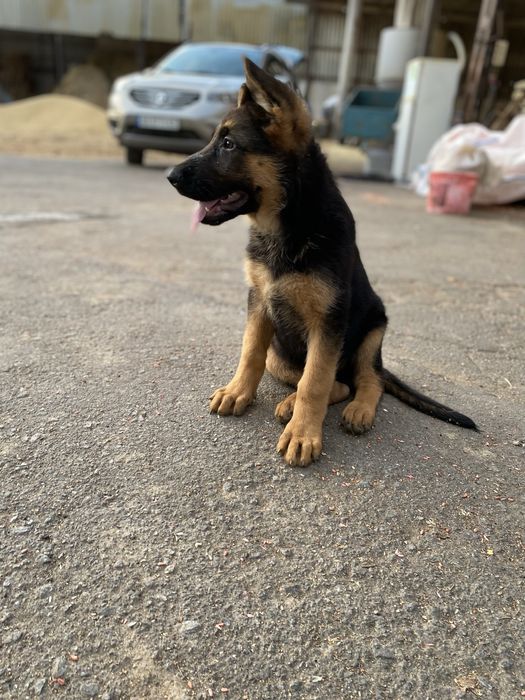 Продам цуценят німецької  вівчарки