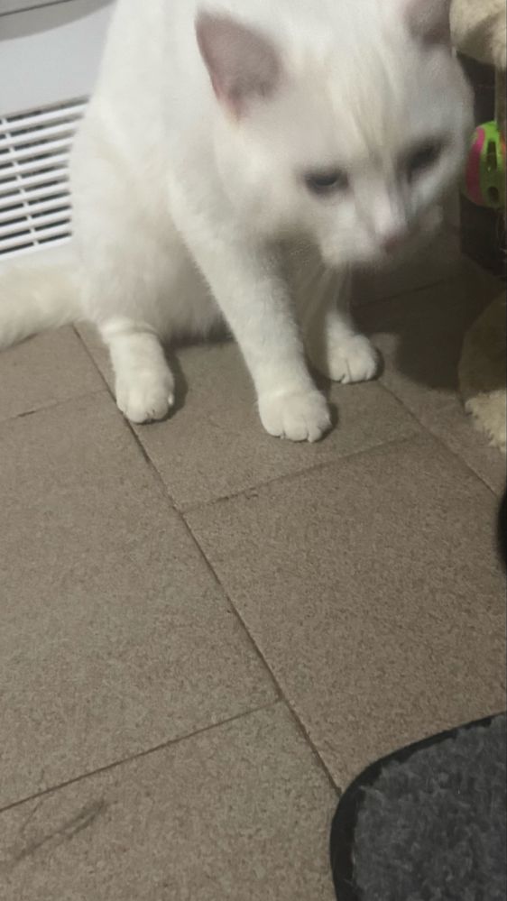 Gatinhos lindos adoção