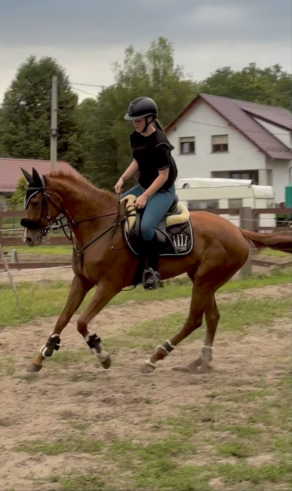 Sprzedam sliczną klacz kasztanke