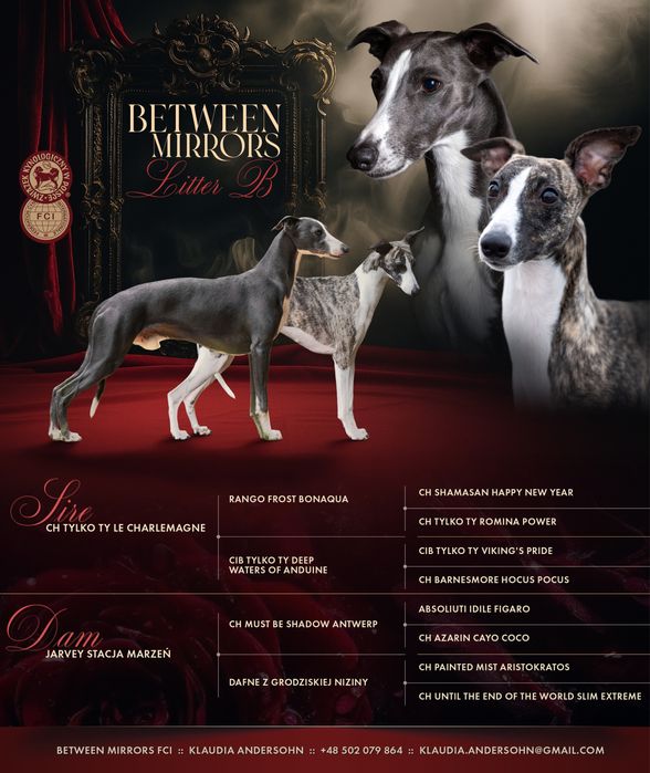 Chart Angielski Whippet ZKwP FCI