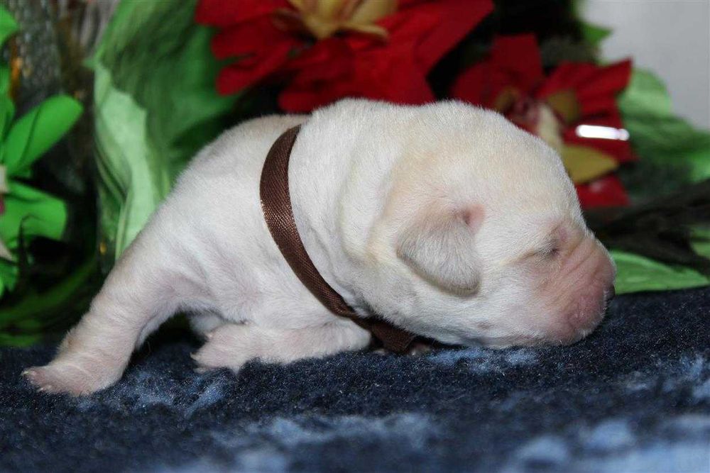 Клубные щенки Лабрадора ретривера