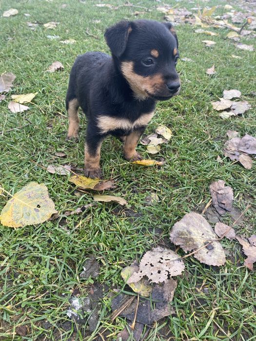 Szczeniaki do oddania pieski