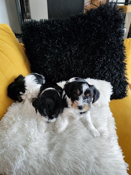 Yorkshire Biewer piesek BOBI - gotowy do nowego domku na Mikołaja :-)