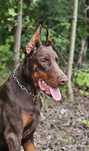 Super fajny szczeniak rasy Doberman.