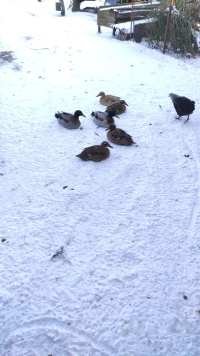 Індійський бігунок дорослі качки пара