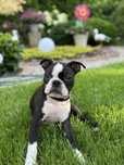 Boston Terrier szczeniak 05.04.25