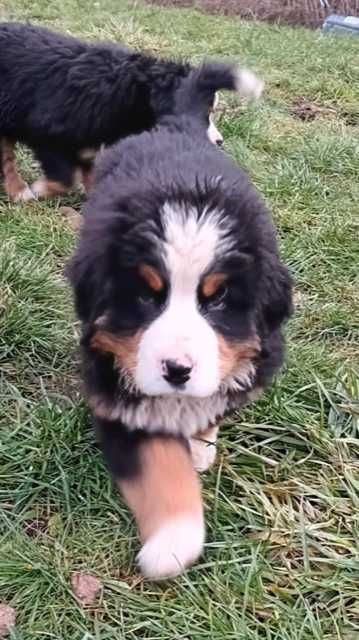 Berneński Pies Pasterski - Atos - samiec - Johnikowo