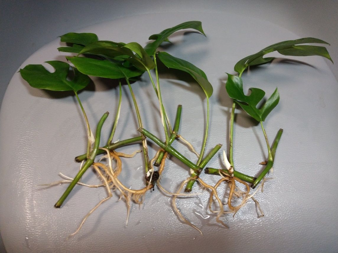 Rhapidophora Tetrasperma Monstera Minima