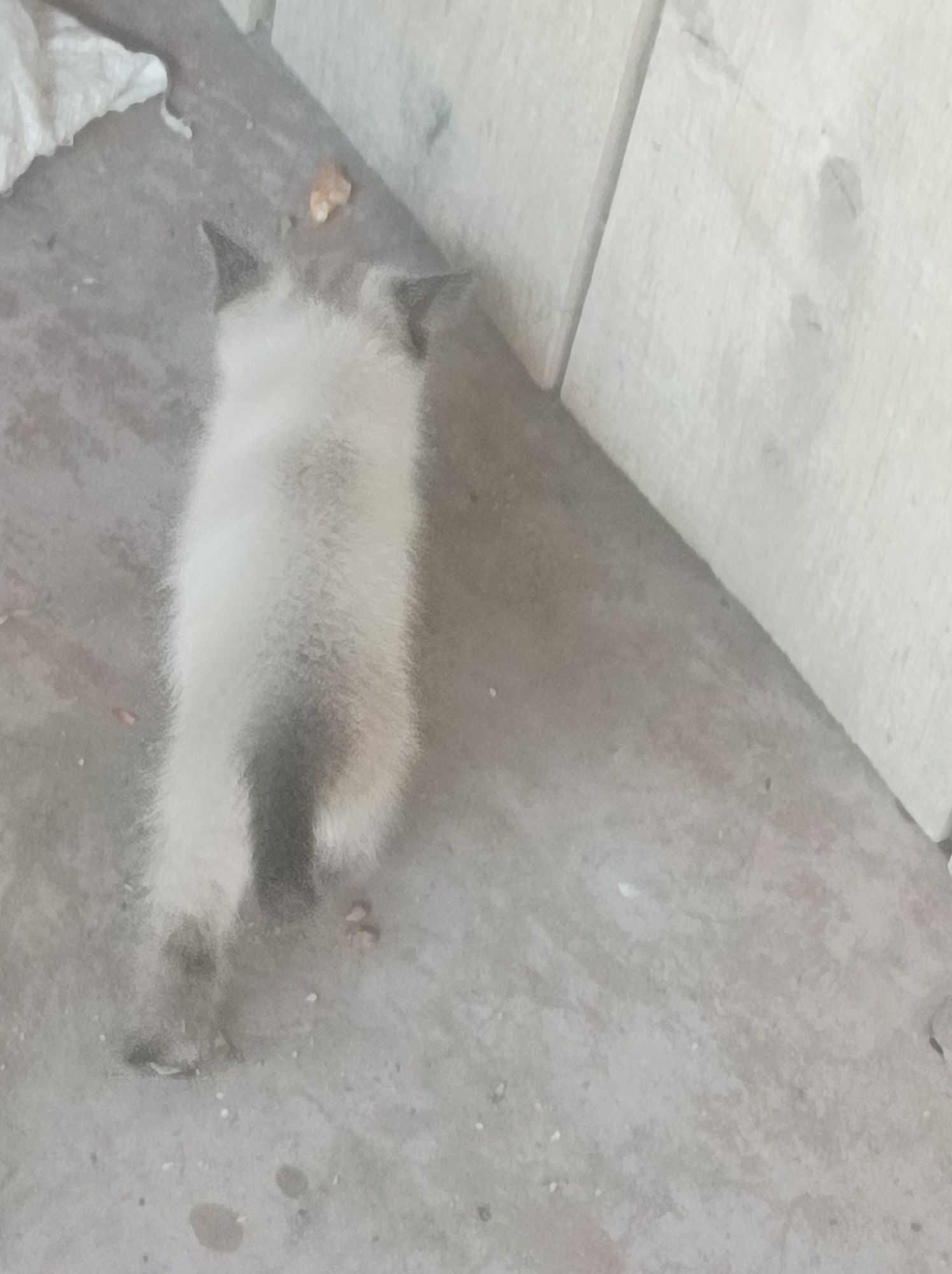 Кошенята в добрі руки безкоштовно