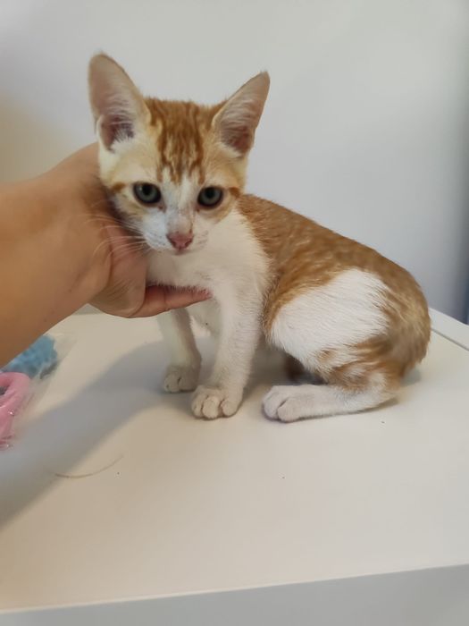 Gatinhos machos para adoção