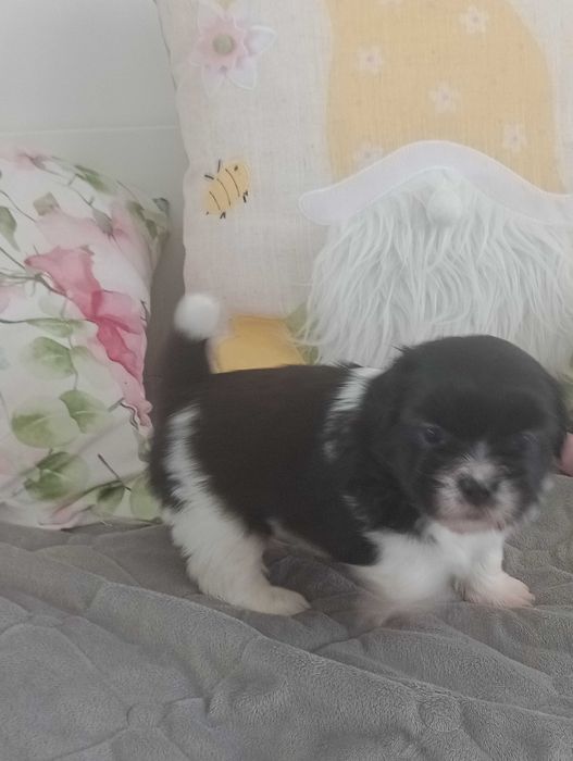 Suczka rasy Shih Tzu