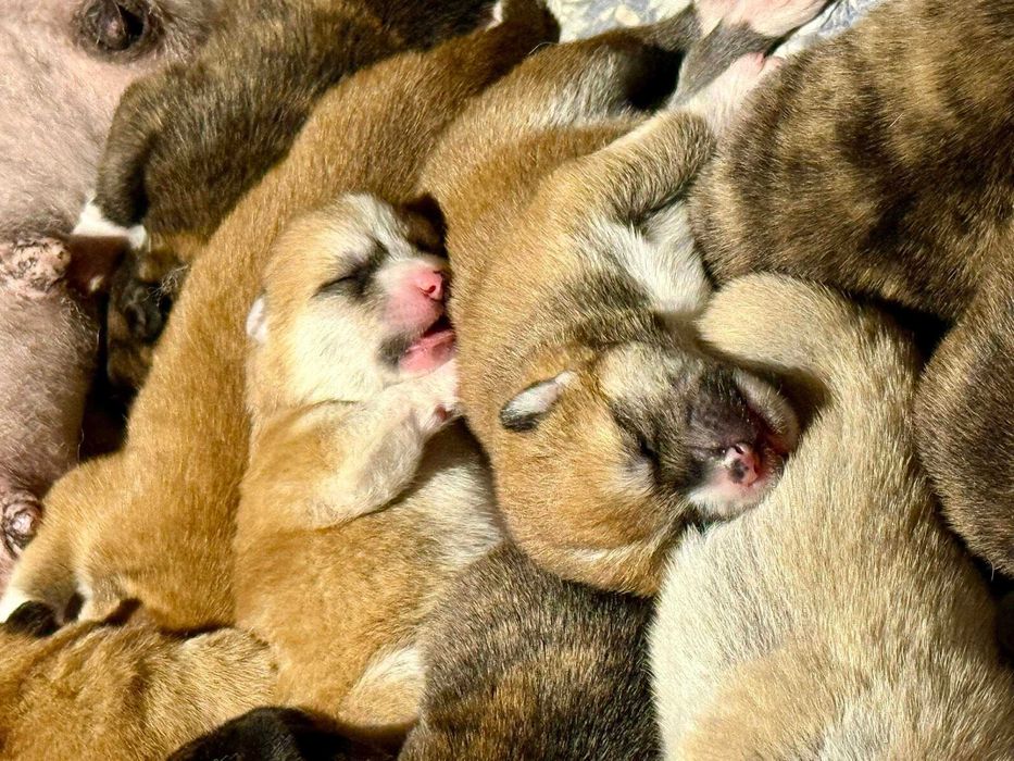 Akita Japońska*czerwony samiec*hodowla ZKwP