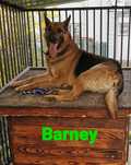 Cudowny Barney gotowy do adopcji!! Tylko brać i kochać!!