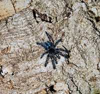 Ptasznik pająk Caribena versicolor