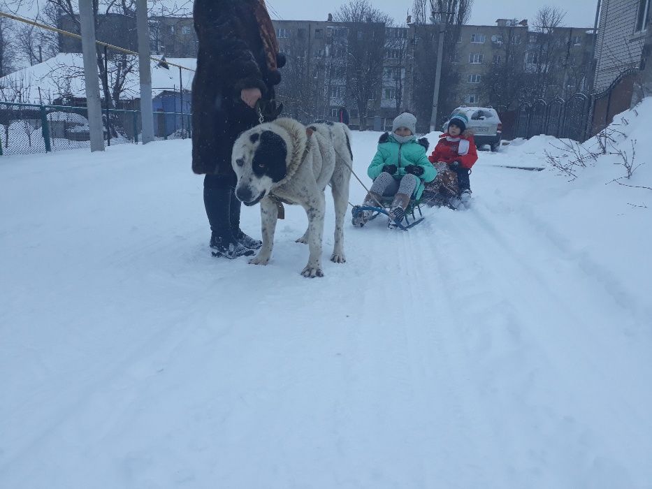 Породные щенки САО