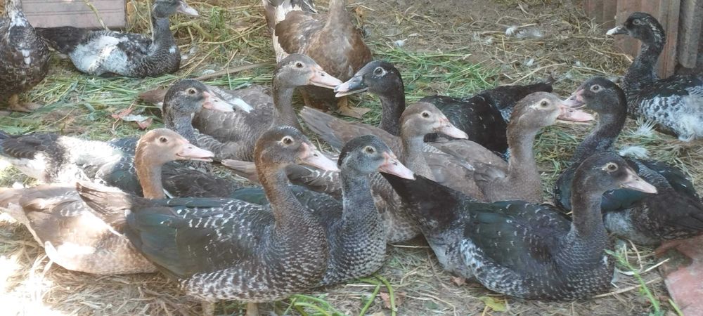 GALOS, GALINHAS, PATOS E COELHOS