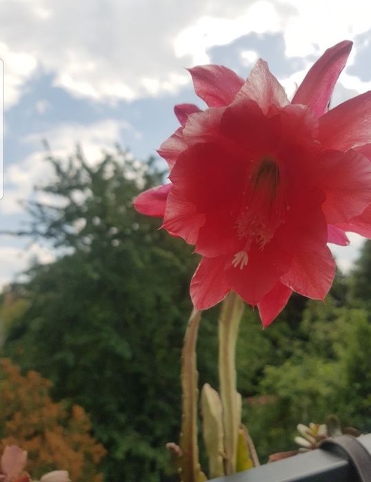 Epiphyllum kwiat doniczkowy