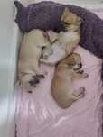 Chihuahua " Cudne dziewczynki "
