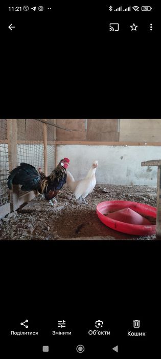 Карликові кури ліліпути .бентамкі