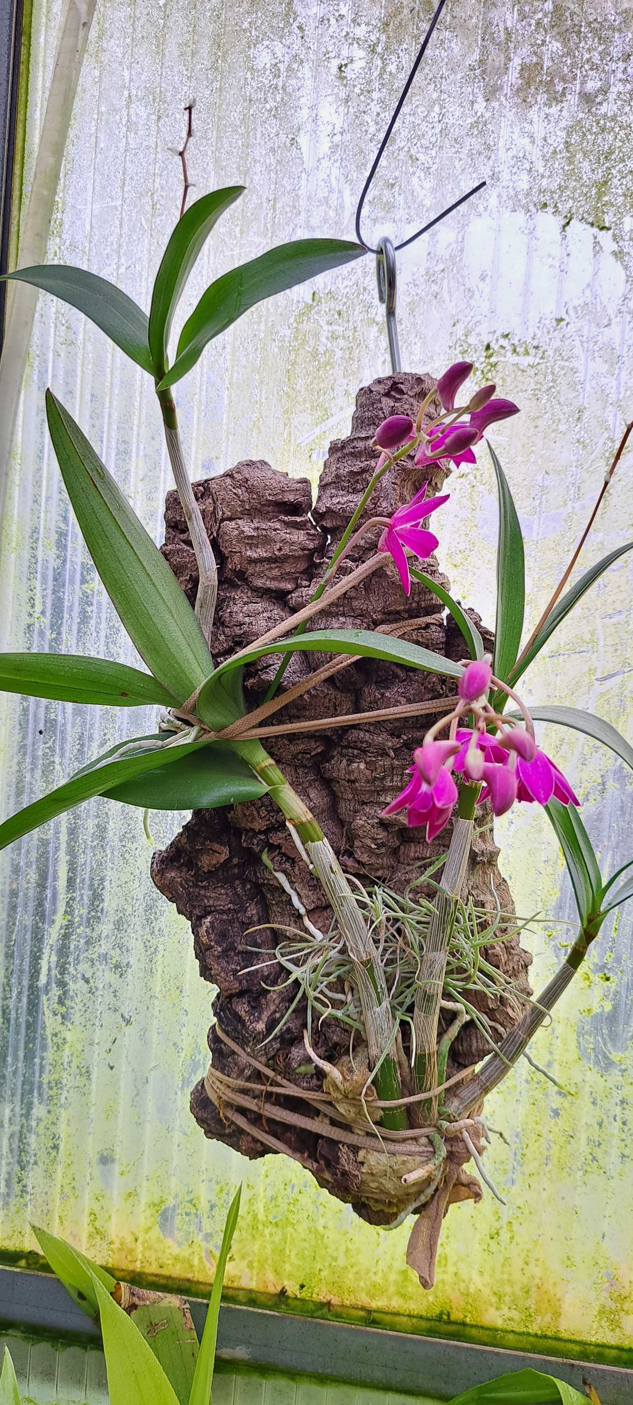 Montagem de Dendrobium  Berry Oda