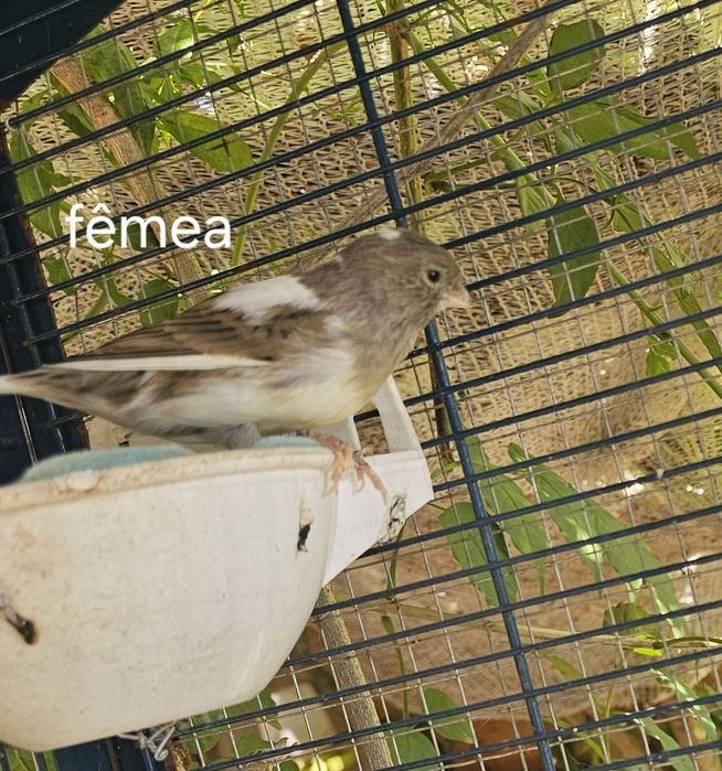 Canarios dois casais formados mais a gaiola para desocupar