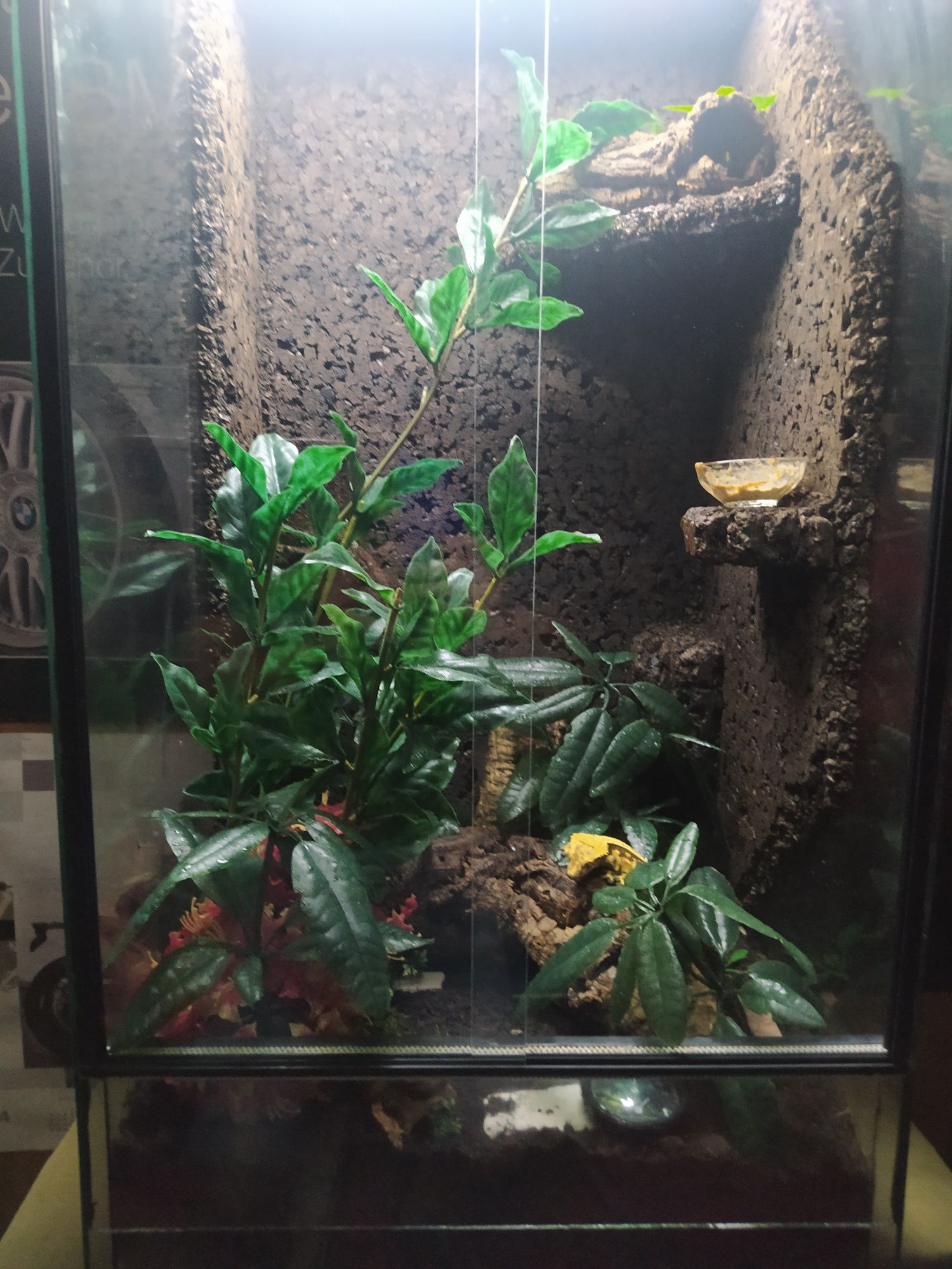 Terrarium 100x50x50 + Gekon orzęsiony